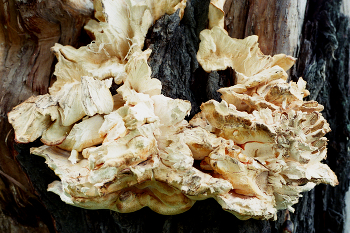 На дереве / На дереве в парке стадиона Москвич в Москве. Сентябрь 2011. Canon EOS A2; CANON LENS EF 50mm 1:1.8 II; BW F-Pro; Kodak Professional ProFoto XL 100.