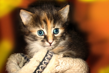 У тапочка / ***