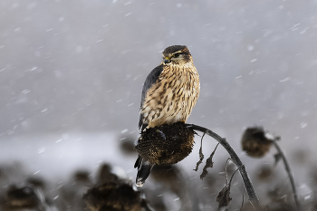 Дербник на охоте / Дербник - хищная птица, мелкий сокол.