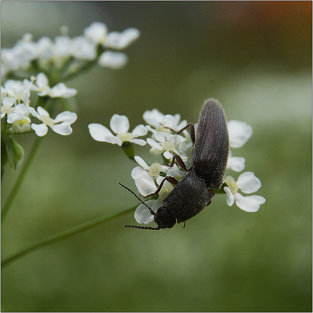 Поздний завтрак. / Щелкуны (Elateridae).
