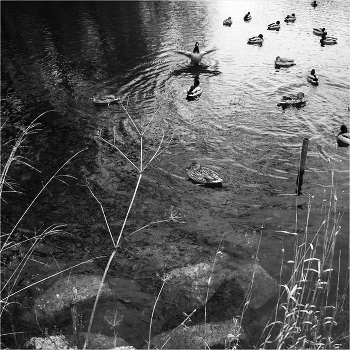 при рода / ***