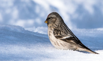 &nbsp; / Чечетка.