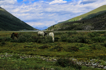 У Аккемского озера / Алтай. Аккемское озеро