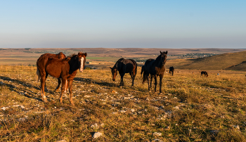 Крымские лошади / на восходе на Белой Скале
