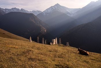 Коровы тоже любят красивый вид... / ***