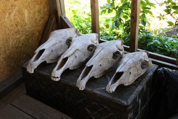 Год лошади / ***