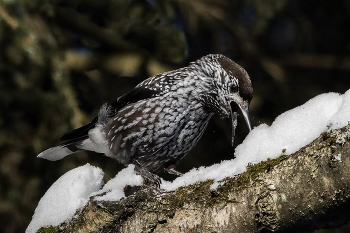 Имидж ничто, жажда всё! / Кедровка.