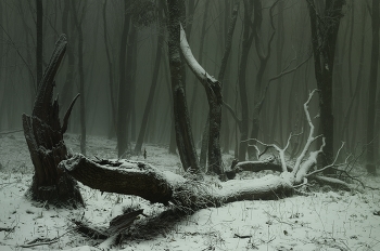 Зима / Упавшее дерево