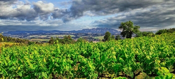 &nbsp; / Subirats - caves Llopart - Alt Penedès