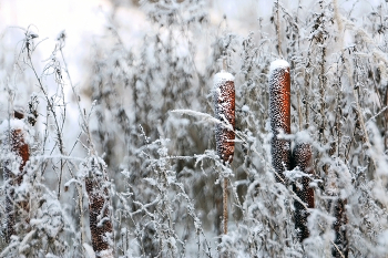 Отшумели камыши... / ***