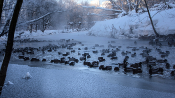 Родник. / Родник находится на территории бывшей усадьбы князей Шаховских-Глебовых-Стрешневых, на одном из склонов реки Химки. Его воды очищаются естественным фильтром — грунтовым песком. Также их чистота объясняется глубоким залеганием и отсутствием загрязняющих источников поблизости. Температура родника постоянная, зимой и летом стабильно держится на уровне +6 градусов.