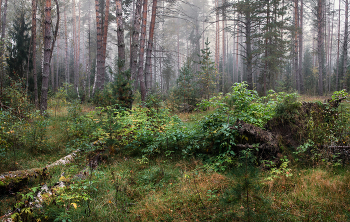 Лес. Утро. / Сентябрьские прогулки.