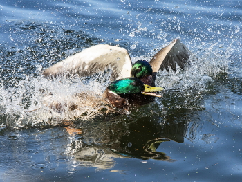 Что-то не поделили... / ***