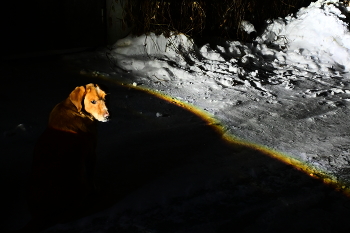 Собака Герасимовича. / ***