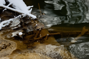 Ручей в лесу / Зима