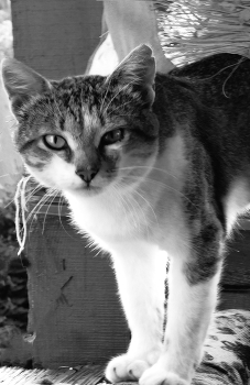 &nbsp; / Жизнь вокруг