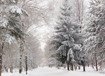 &nbsp; / Ели в снегу