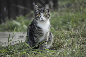 "Грустный котик" / Кот-подросток из частного сектора.