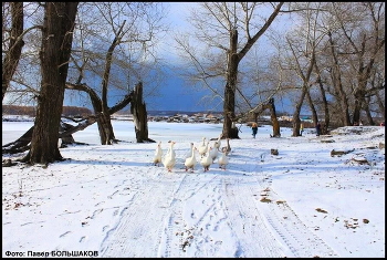 Жили у бабуси... / На Урале гусей выгуливают зимой...