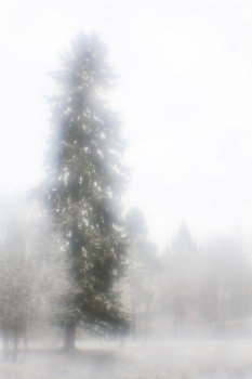 Царскосельские парки 11 / Монокль