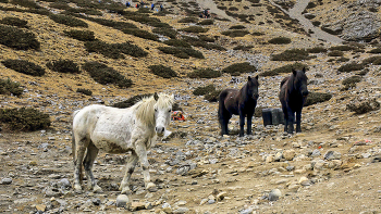 Лошади Гималаев / Непал. Гималаи. Тиличо-Бейс-Кэмп
С Наступающим Новым Годом.