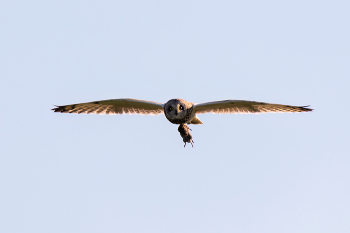 С добычей / Болотная сова с полевкой