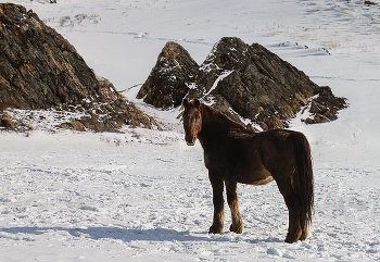 С Новым годом! / В год Лошади желаю я
Здоровья, мира и тепла,
Любви, стабильности во всём,
Пусть полной чашей будет дом!

Мечтайте, верьте и творите,
Родных и близких берегите,
Живите дружно и прекрасно,
Всех с Новым годом, с новым счастьем!