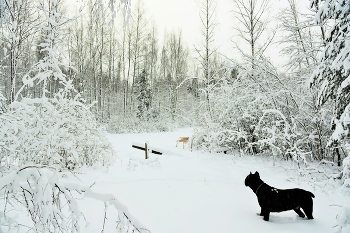 Прогулка после снегопада ... / Предновогодье ...