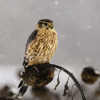 Дербник / Дербник - хищная птица, мелкий сокол. В ряде источников упоминается как дробник, дермлиг, дербничек, дербушок, кобец, соколок или мышатник. Распространённый, но достаточно редкий вид..В ожидании мелких птиц прилетающих на кормёжку в неубранные фермерские поля