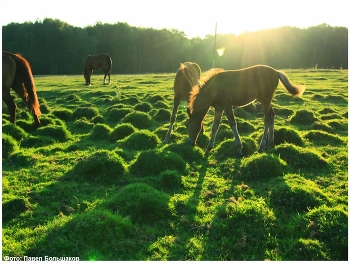 Утро / Утро в деревне...