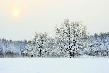 "Морозный день, на небе солнце, как блюдце бледным светляком..." / ***