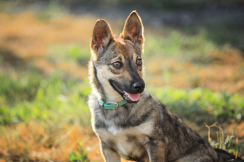 "Дворянка" / Из рассказа мальчика, выгуливающего собаку: родители забрали ее у соседей по даче, которые с ней плохо обращались. На день съемки — 8 месяцев.
