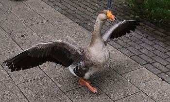 Га-га-га-гаага / ***