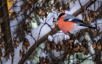 Снегирь 2026 / ***