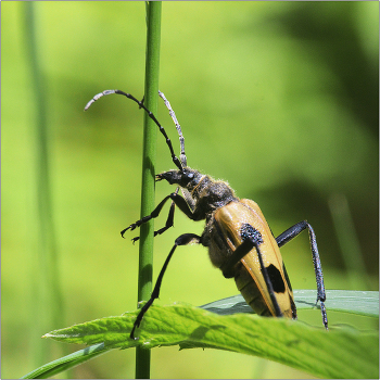 Интелегент. / Pachyta quadrimaculata. В каждом движение чувствуется принадлежность к высшему обществу.
