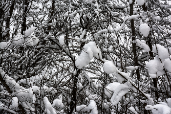 Жизнь вокруг / ***