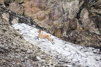 Через снежник / ...