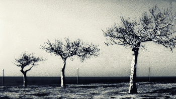 3 / По диагонали деревья
 посчитали...
 Три в одной диагонали...