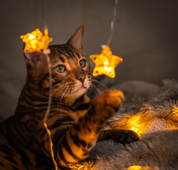 Новогоднее. / ***