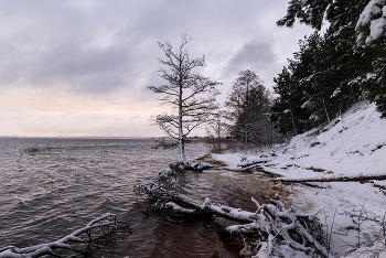Берег поломанных деревьев / ***
