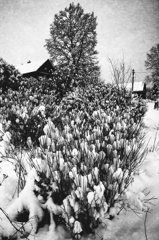 Пейзажизнь / ***