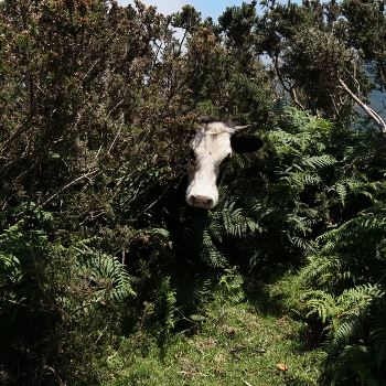 Партизан / ***