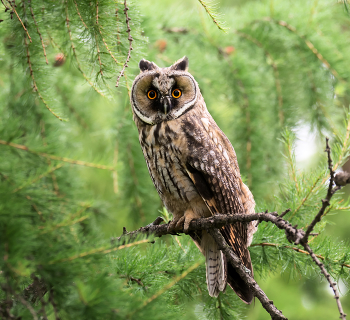 Ушастая сова. / Если не ошибаюсь, это молодая.