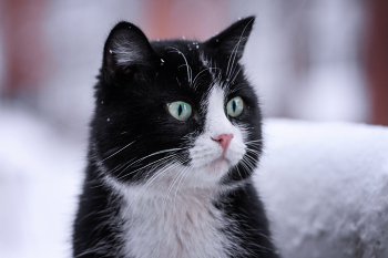 "Со снежком" / Первый кот в новом году. Всё случилось, как и мечтал, снять кота со снежком — сбылось. "Бойтесь своих желаний".