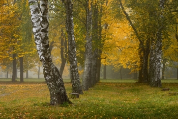 Туманное утро / Осень
