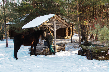 Год лошади / ***