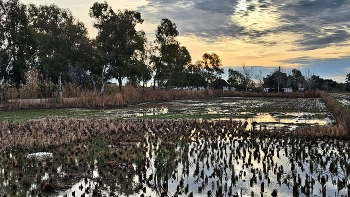 &nbsp; / Deltebre - barraques i arrossars - Baix Ebre