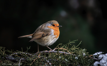 Пухлячок / В Краснодаре несколько дней стояли минусовые температуры (да, такая пока у нас зима). Зарянке холодно, она распушилась, создавая воздушную прослойку для термоизоляции.