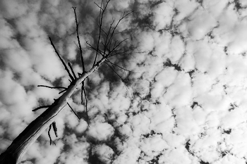 Сучком в небо / ***