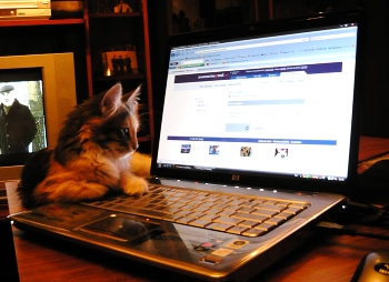 кошачьи новости) / кошка и бук